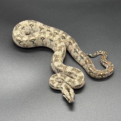 animal image