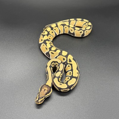 animal image