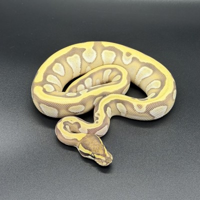 animal image