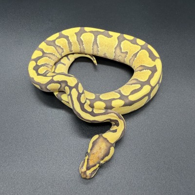animal image