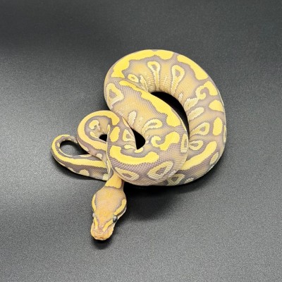 animal image
