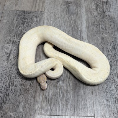 animal image