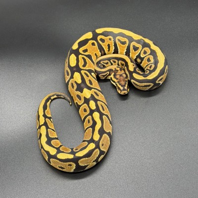 animal image