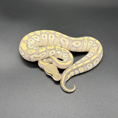 animal image