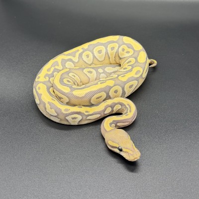 animal image