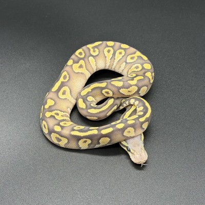 animal image