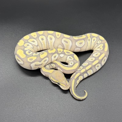 animal image