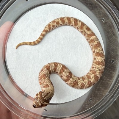 animal image