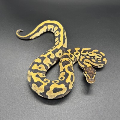 animal image