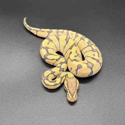 animal image