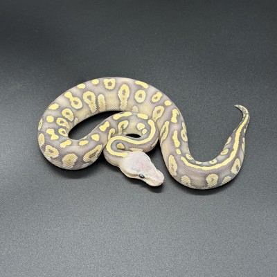 animal image