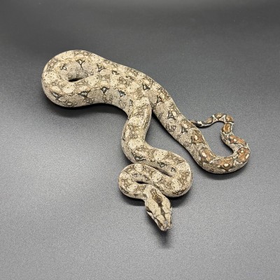 animal image