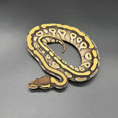 animal image