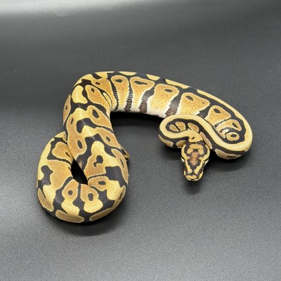 animal image
