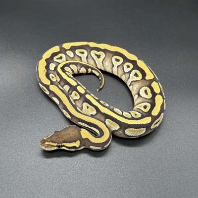 animal image