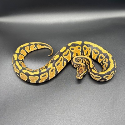 animal image