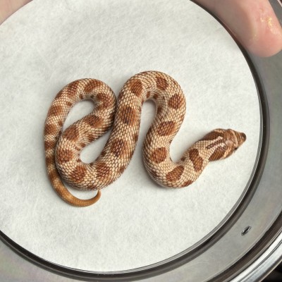 animal image