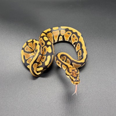 animal image