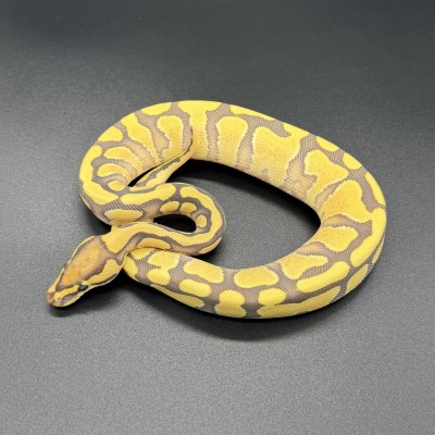 animal image