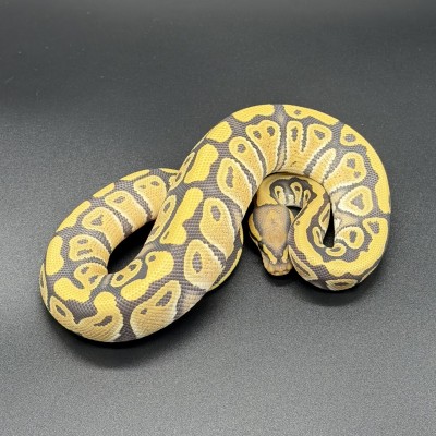 animal image