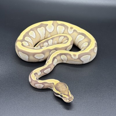 animal image