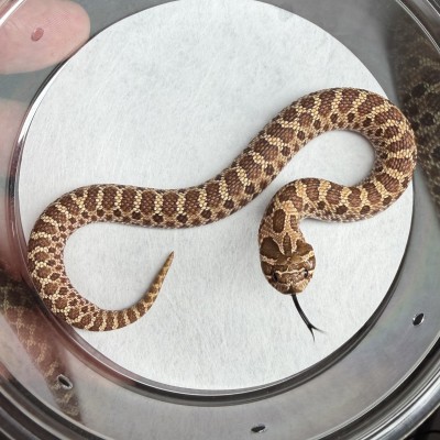 animal image