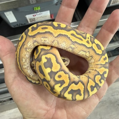 animal image