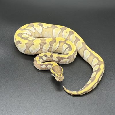 animal image