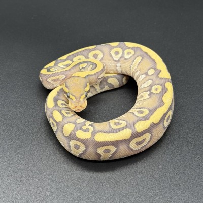 animal image
