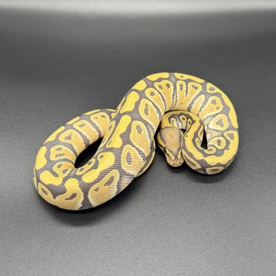 animal image