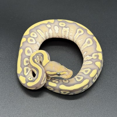 animal image