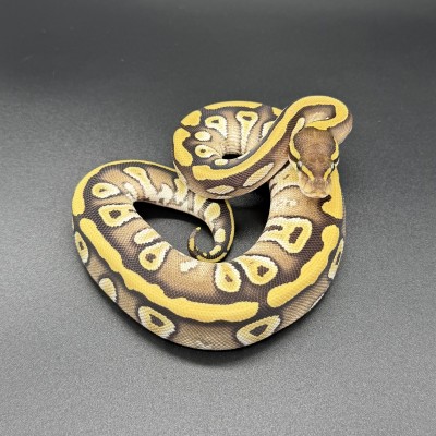 animal image