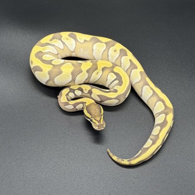animal image