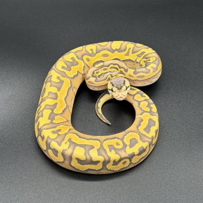 animal image