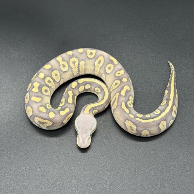 animal image