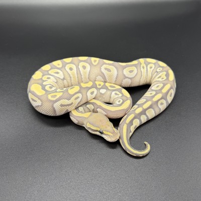animal image