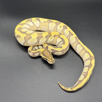 animal image