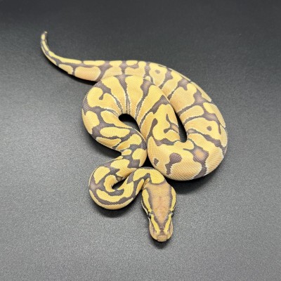 animal image