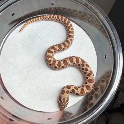 animal image