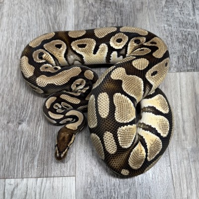 animal image