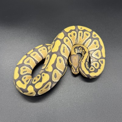 animal image