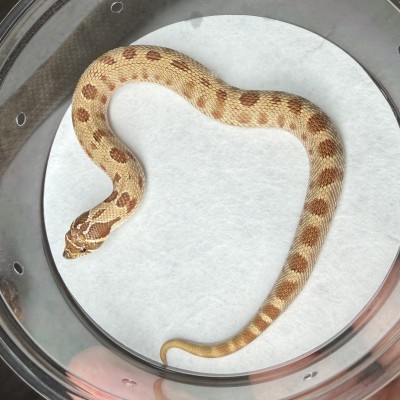 animal image
