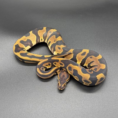 animal image