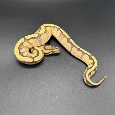 animal image