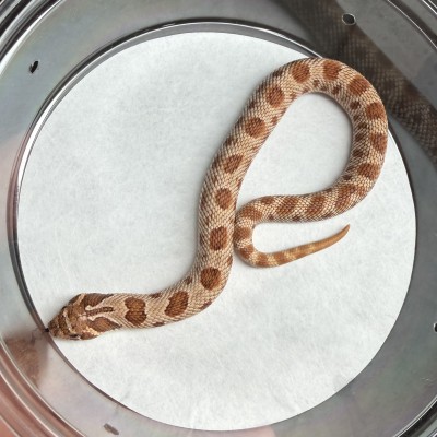 animal image
