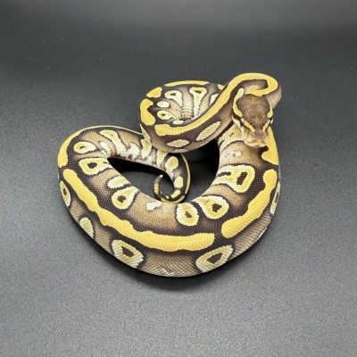 animal image