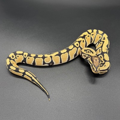 animal image