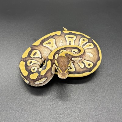 animal image