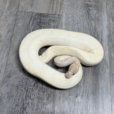 animal image