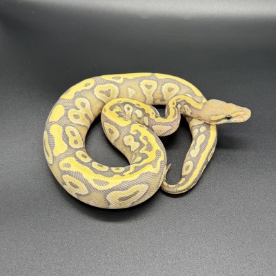 animal image